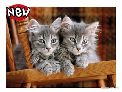 Clementoni Puzzle Katze 500 teilig